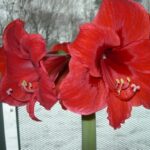 Vibrant red Amaryllis flower in full bloom, showcasing its star-shaped petals and yellow center