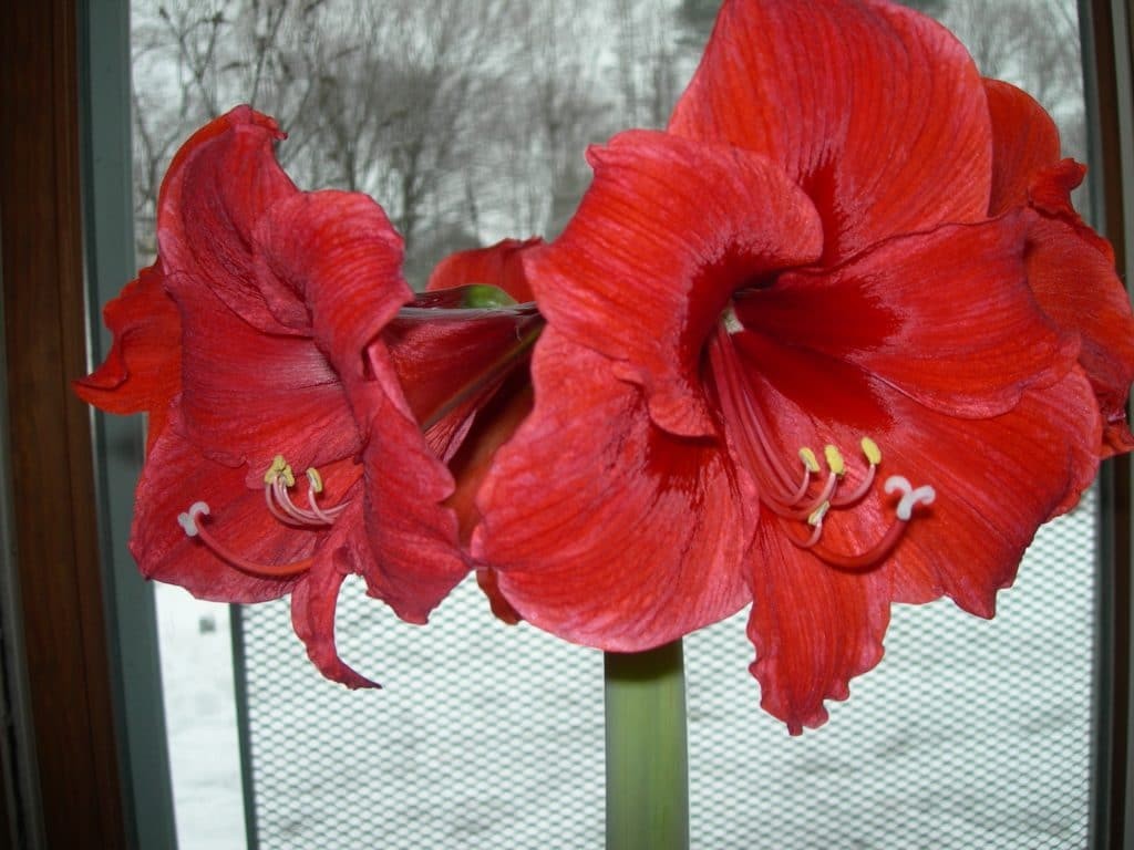 Vibrant red Amaryllis flower in full bloom, showcasing its star-shaped petals and yellow center