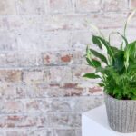 Peace lily in a well lit spot