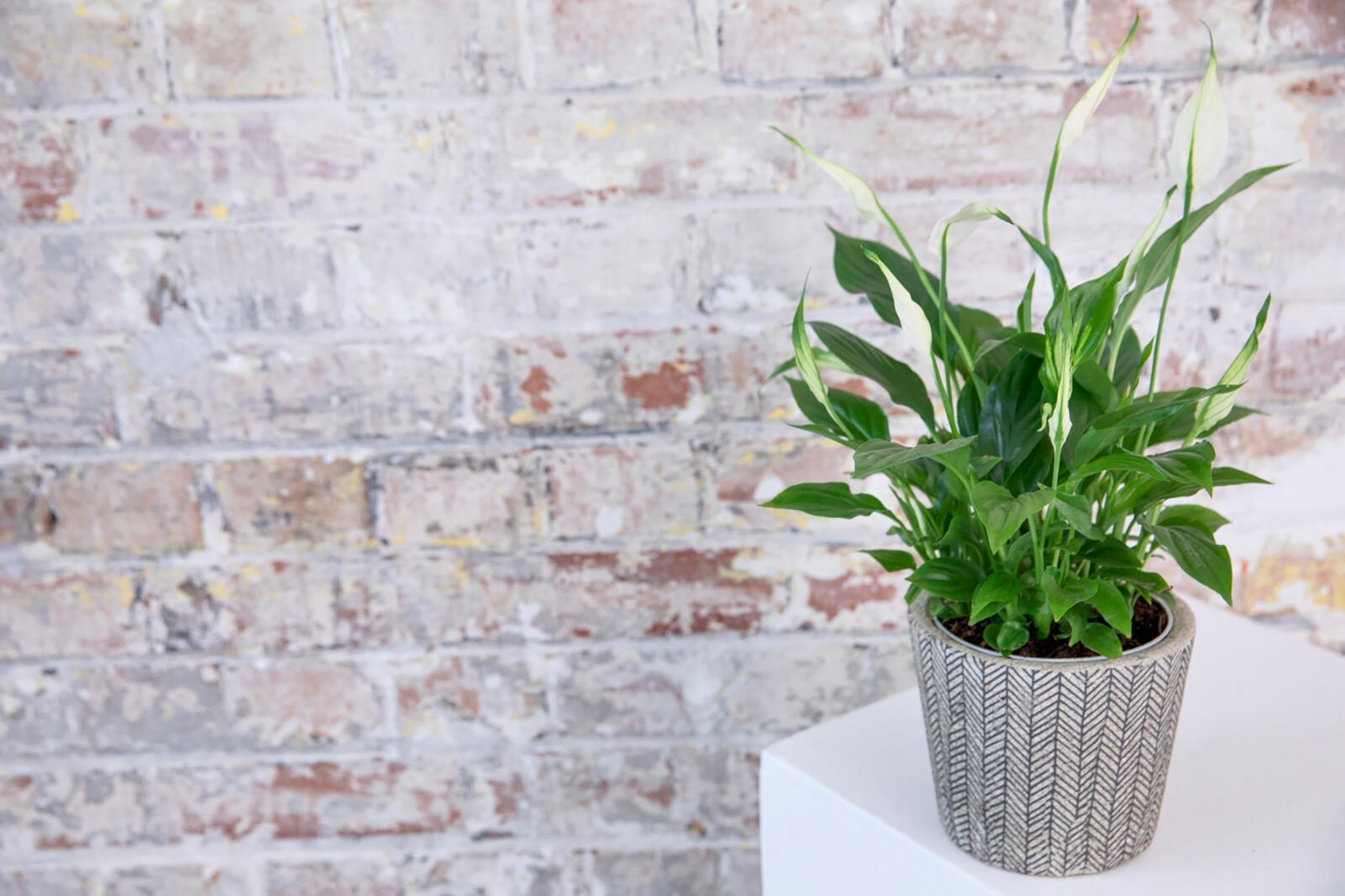 Peace lily in a well lit spot