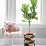 Fiddle leaf fig plant in a terracotta pot placed next to a white chair with a pink pillow, illustrating indoor fiddle leaf fig care and home decor.