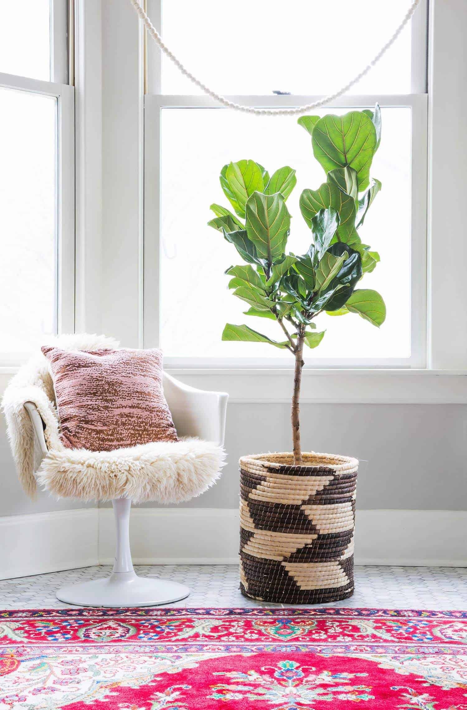 Fiddle leaf fig plant in a terracotta pot placed next to a white chair with a pink pillow, illustrating indoor fiddle leaf fig care and home decor.