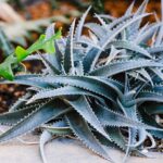 Succulent Care guide