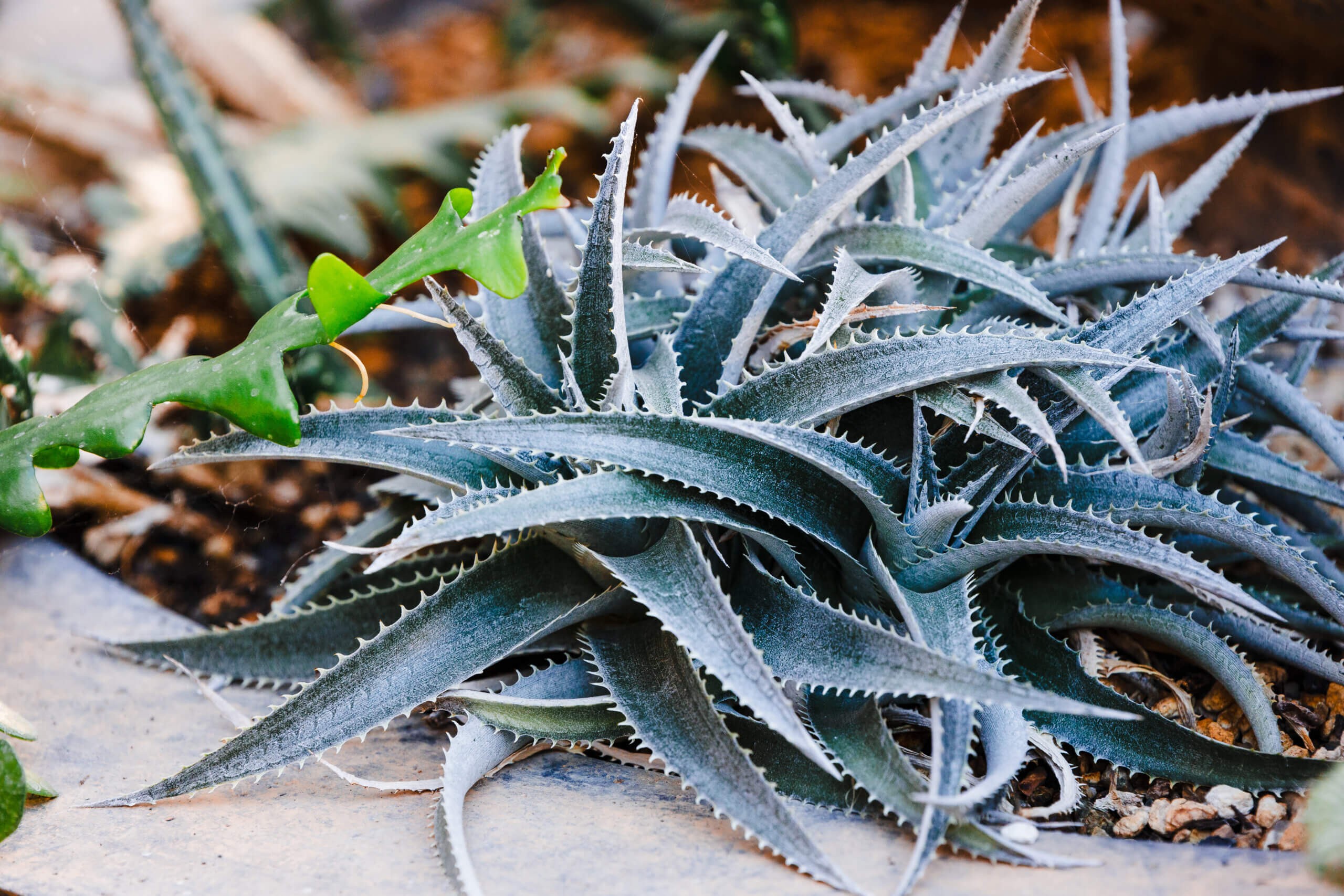 Succulent Care guide