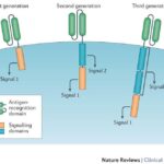 Microscopic view of CAR T-cell receptors, illustrating co-stimulatory signaling domains that enhance T-cell production and survival after infusion.