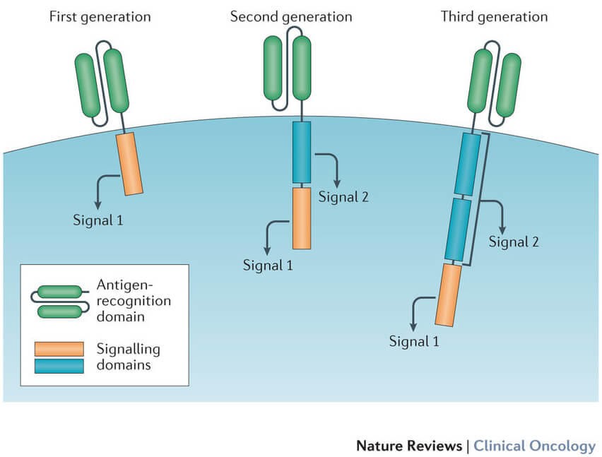 Microscopic view of CAR T-cell receptors, illustrating co-stimulatory signaling domains that enhance T-cell production and survival after infusion.