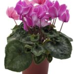 Cyclamen flowers in various colors, showcasing their vibrant winter blooms