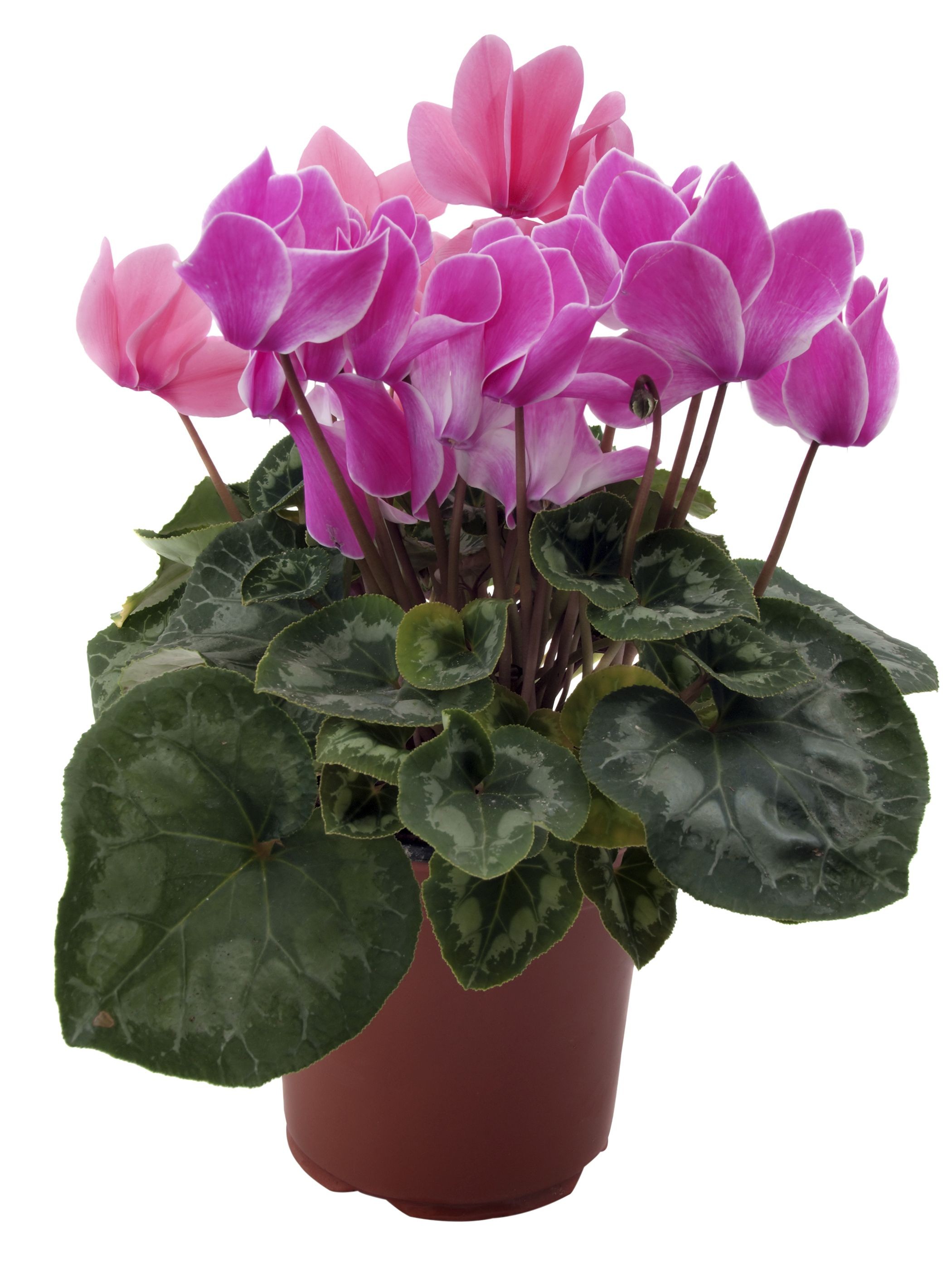 Cyclamen flowers in various colors, showcasing their vibrant winter blooms