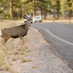 Do Deer Whistles for Cars Really Work? Separating Fact from Fiction