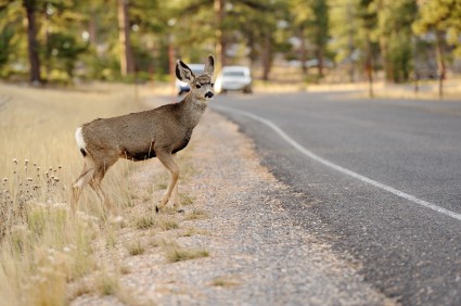 Do Deer Whistles for Cars Really Work? Separating Fact from Fiction