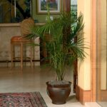 Lush green Majesty Palm in a pot, enhancing indoor home decor. Majesty palm care for healthy indoor plants.