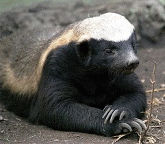 Honey badger meme illustrating the concept of indifference and contrasting it with the need for employee care in the workplace.