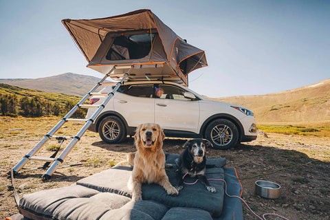 Two happy dogs relaxing on a charcoal gray Backseat Barker SUV dog car bed in the back of an SUV, demonstrating comfortable and safe pet travel.