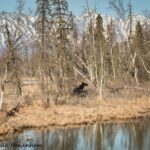 A moose-like figure in the distance, suggesting wildlife presence at Eklutna Tailrace old car site