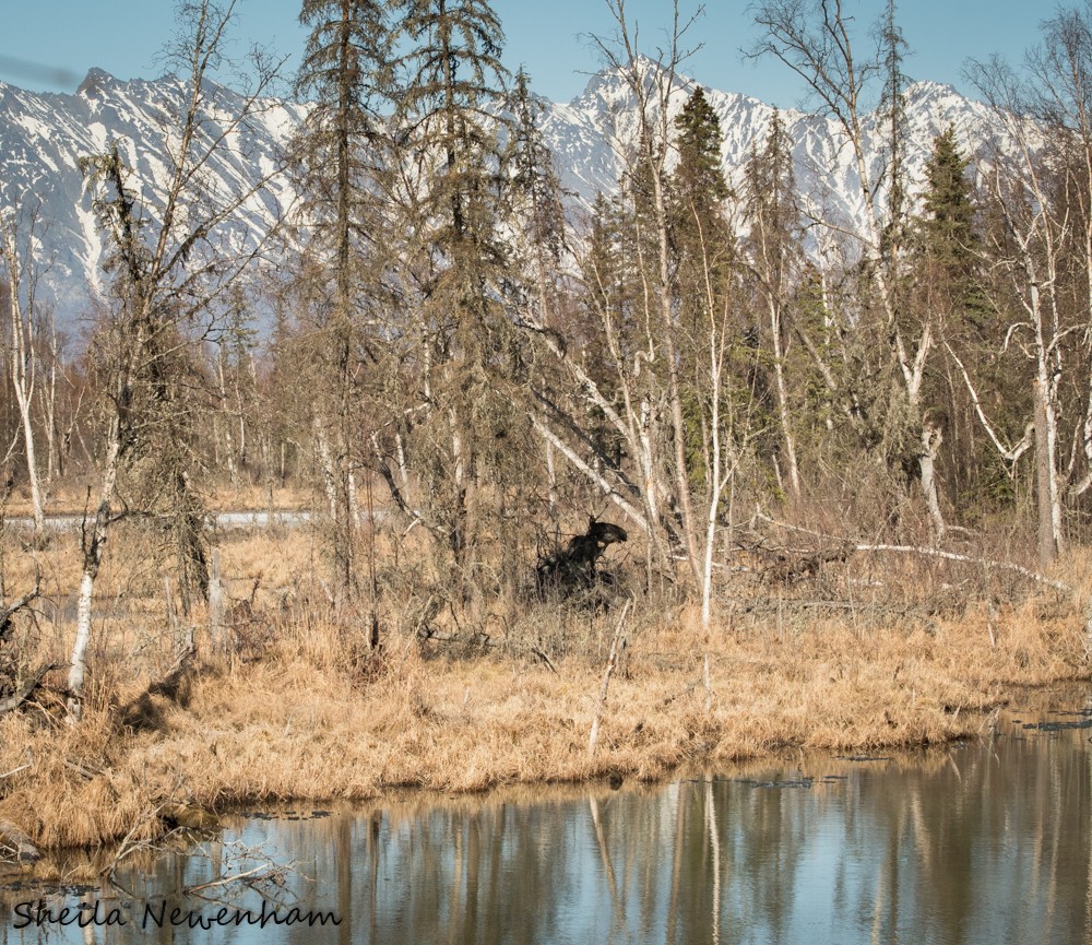 Moose in Alaskan wilderness