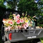 Polaris utility vehicle loaded with lilies, showcasing cargo capacity for garden transport.