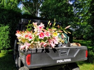 Polaris utility vehicle loaded with lilies, showcasing cargo capacity for garden transport.