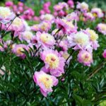 a large planting of pink peony flowers