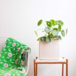 Pilea peperomioides plant on a chair with a blanket