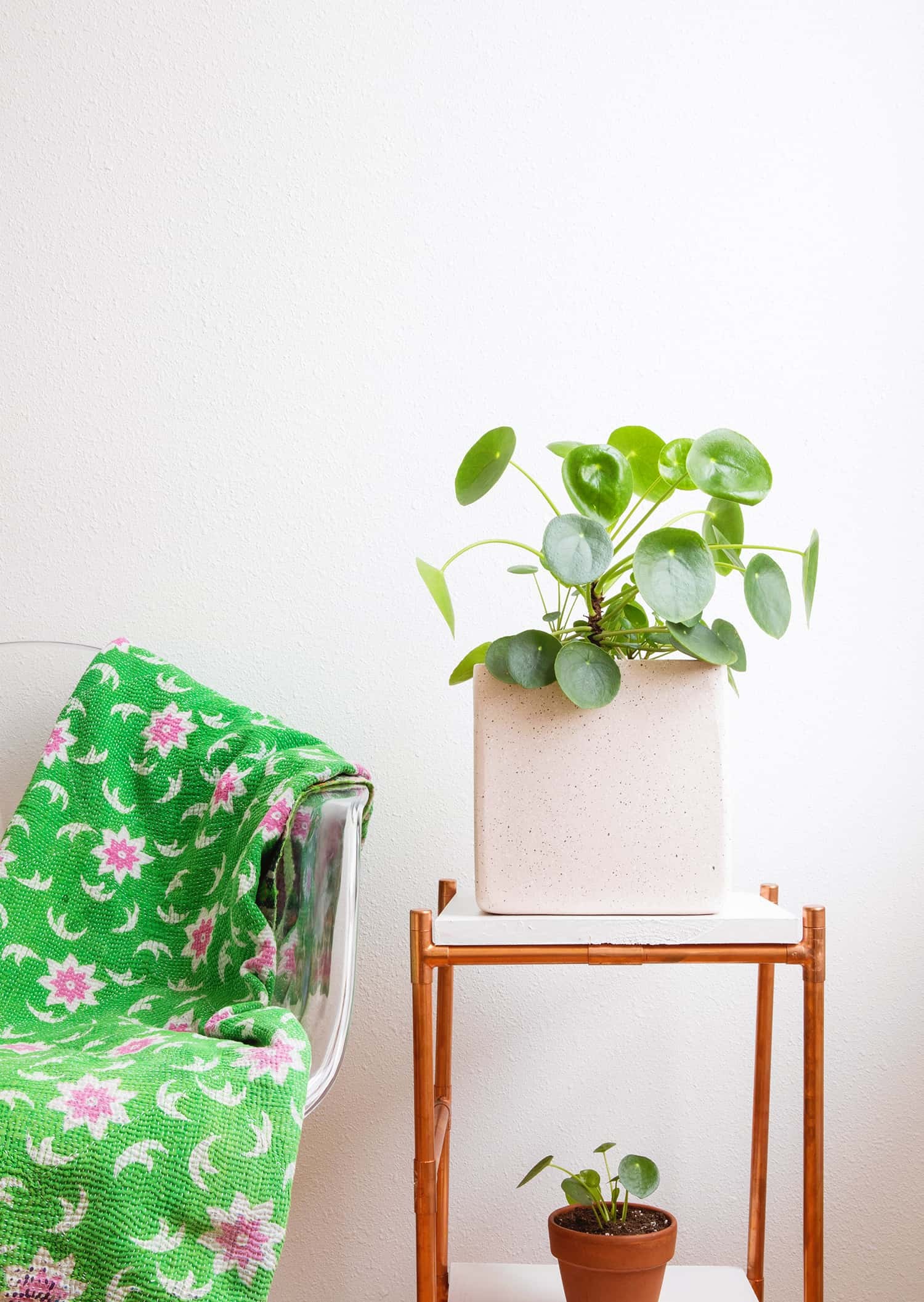 Pilea peperomioides plant on a chair with a blanket