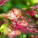 Close-up of diverse Caladium leaves showcasing vibrant pink, white, and green colors, perfect for illustrating caladium care tips.