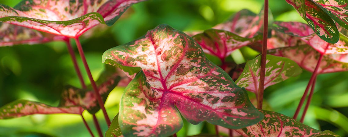 Close-up of diverse Caladium leaves showcasing vibrant pink, white, and green colors, perfect for illustrating caladium care tips.