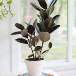 Rubber tree plant with large glossy green leaves in a pot sitting on a wooden floor near a window