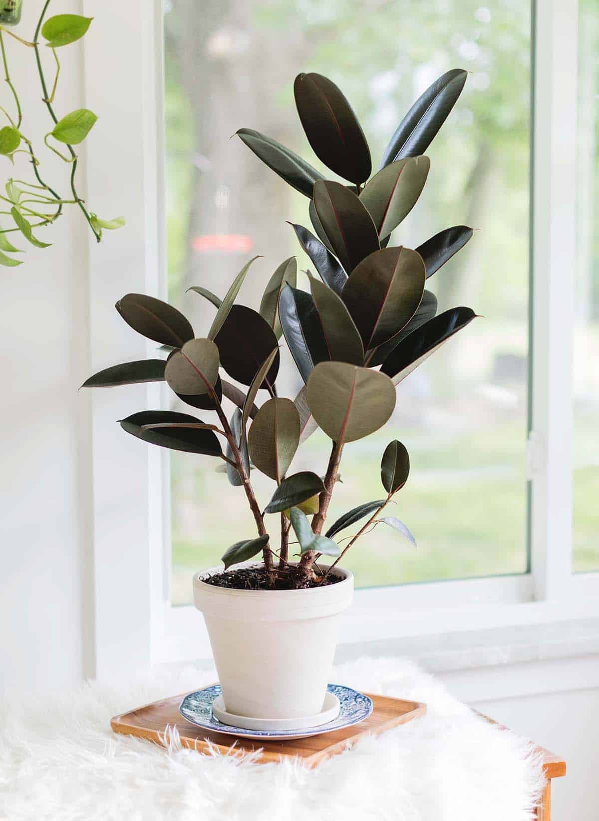 Rubber tree plant with large glossy green leaves in a pot sitting on a wooden floor near a window