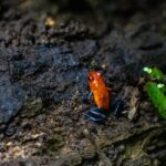 Strawberry poison-dart frog