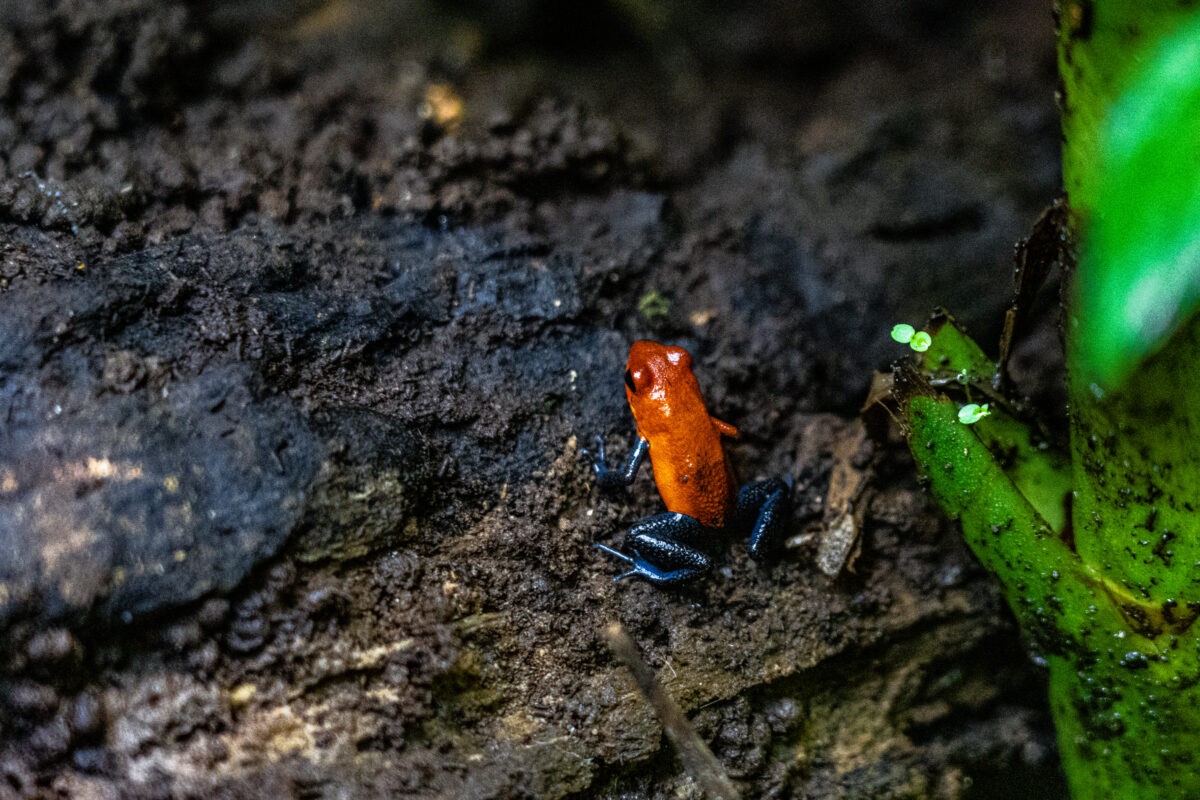 Strawberry poison-dart frog