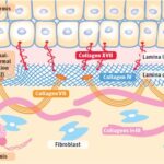 Syntc Collagen Mechanism