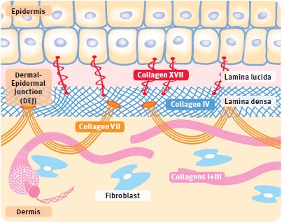 Syntc Collagen Mechanism