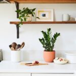 A vibrant ZZ plant with glossy green leaves in a modern pot, illuminated by natural indirect sunlight, showcasing its lush and healthy appearance.